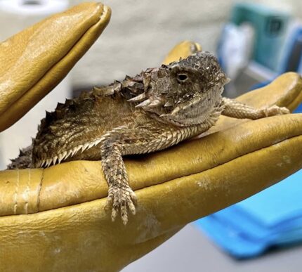 Desert Horned Lizard For Sale