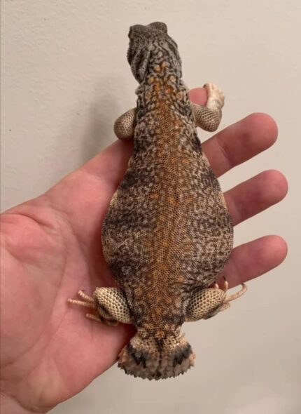 Omani uromastyx for sale