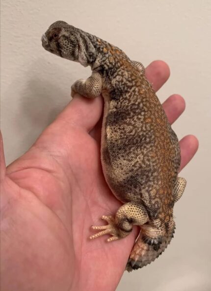 Omani Uromastyx For Sale