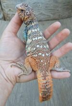 Rainbow Uromastyx For Sale