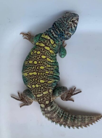 Arabian Blue Uromastyx For Sale