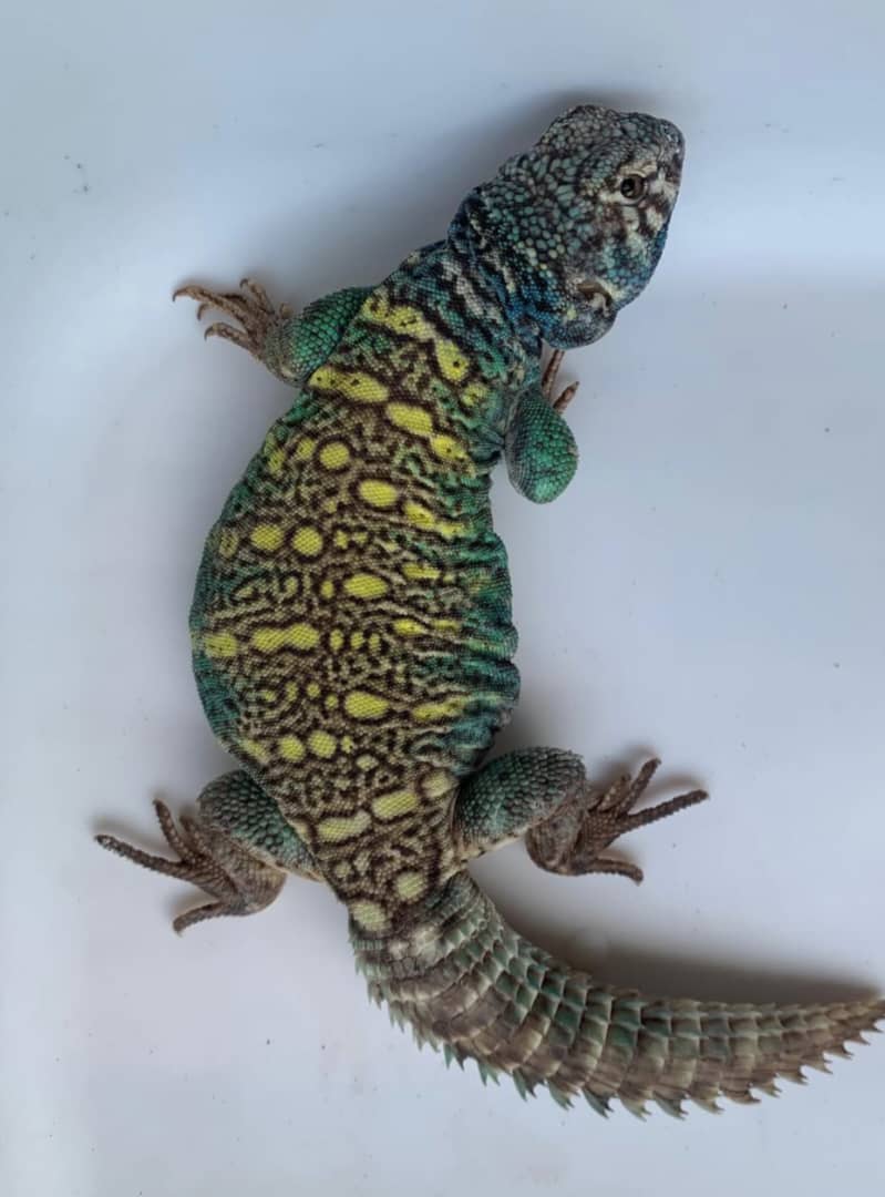 WhatsApp Image 2025-05-29 at 1.06.38 AM (2) Arabian Blue Uromastyx For Sale