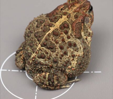 Southern Toad For Sale