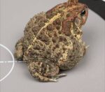 Southern Toad For Sale