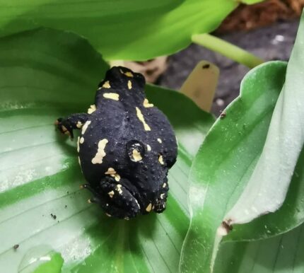 bumblebee toad for sale