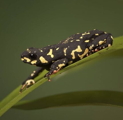 bumblebee toad for sale