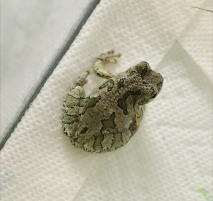 Gray Tree Frog For Sale