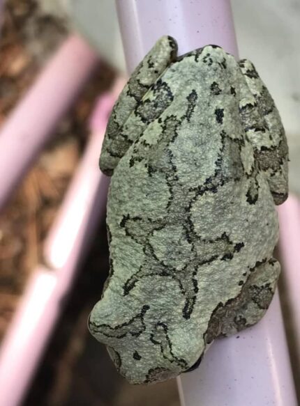 Gray Tree Frog For Sale