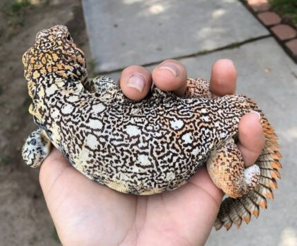 Rainbow Uromastyx For Sale
