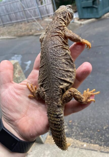 Mali Uromastyx For Sale