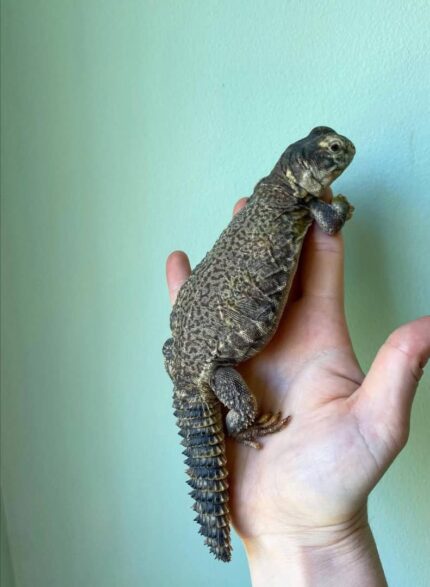 Mali Uromastyx For Sale