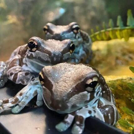 Amazon Milk Frog For Sale