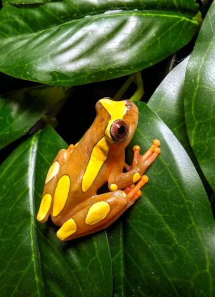 Clown Tree Frog For Sale