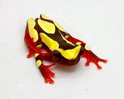 Clown Tree Frog For Sale