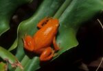 Golden Mantella Frog