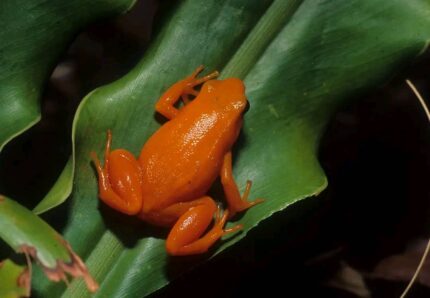Golden Mantella Frog For Sale