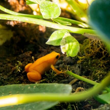 Golden Mantella Frog
