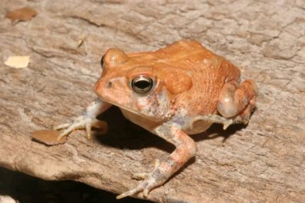 Southern Toad For Sale