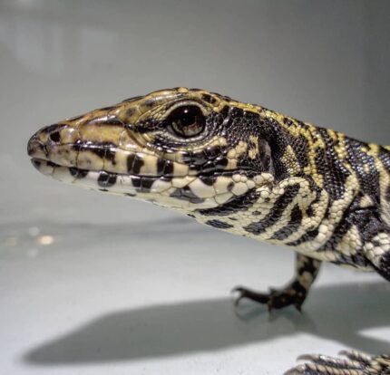 Colombian Tegu For Sale