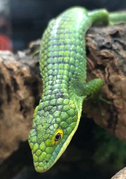 Mexican Alligator Lizard For Sale