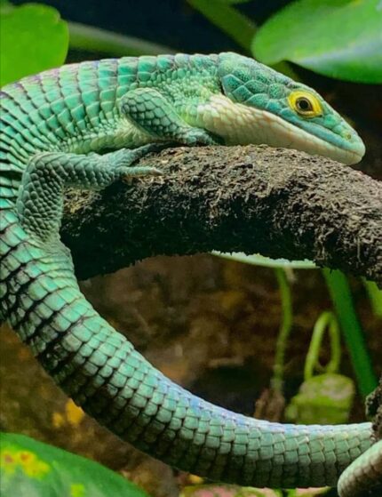 Mexican Alligator Lizard For Sale