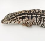 Argentine Black and White Tegu For Sale