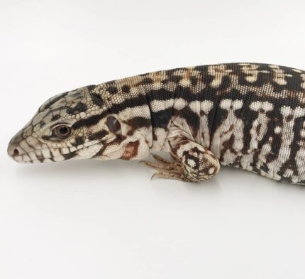 Argentine Black and White Tegu For Sale