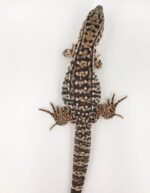 Argentine Black and White Tegu For Sale