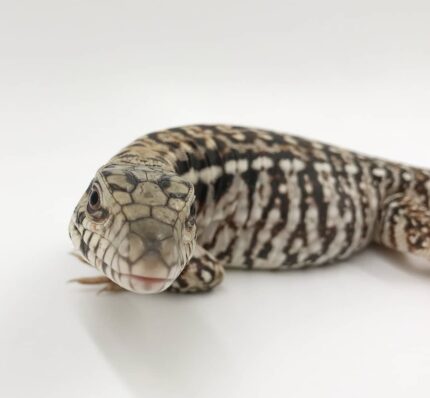 Argentine Black and White Tegu For Sale