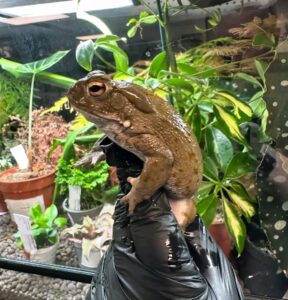 Colorado River Toad for sale