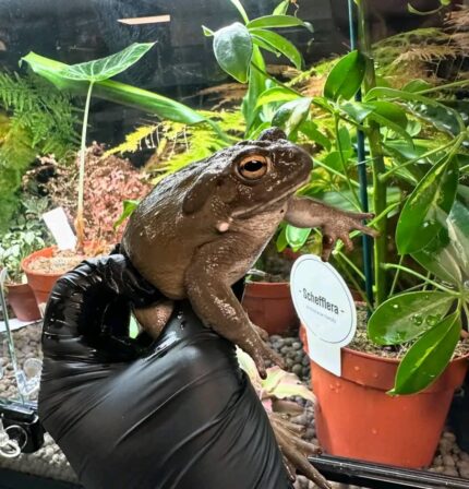 Colorado River Toad for sale