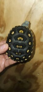 Ornate Diamondback Terrapin for sale