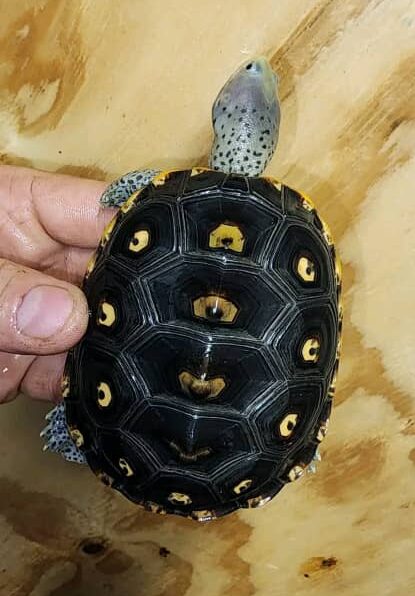 Ornate Diamondback Terrapin for sale