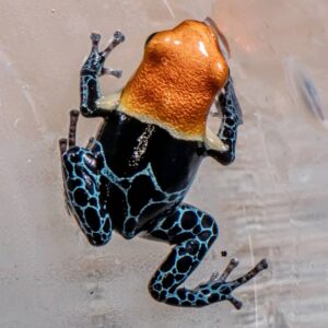 Ranitomeya Imitator Varadero For Sale