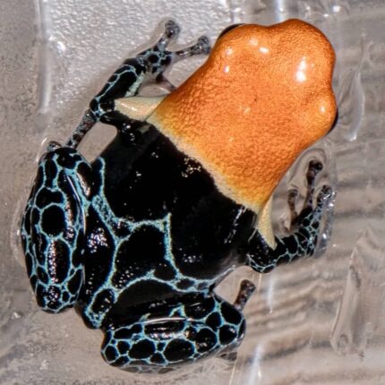 Ranitomeya Imitator Varadero For Sale