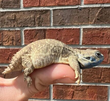Shield Tailed Agama For Sale