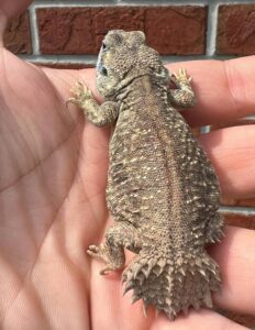Shield Tailed Agama For Sale