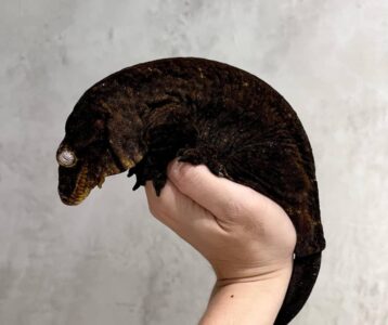 New Caledonian Giant Gecko