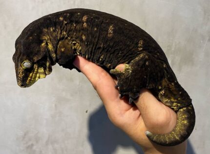 New Caledonian Giant Gecko