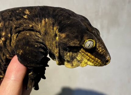 New Caledonian Giant Gecko