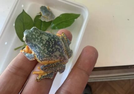 Baby Fringed Leaf Frog For Sale