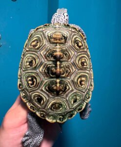 Concentric Diamondback Terrapin For Sale