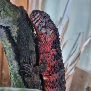 Chinese crocodile lizard for sale