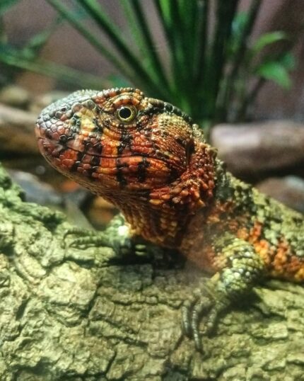 Chinese crocodile lizard for sale