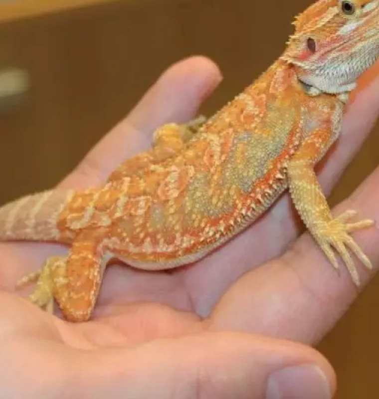 High-Yellow-Hypo-Bearded-Dragon-4-e1479218461599-1-odw8dri2dkvef359bxa9q1fqpkqrvr6lj4gj1z1scy