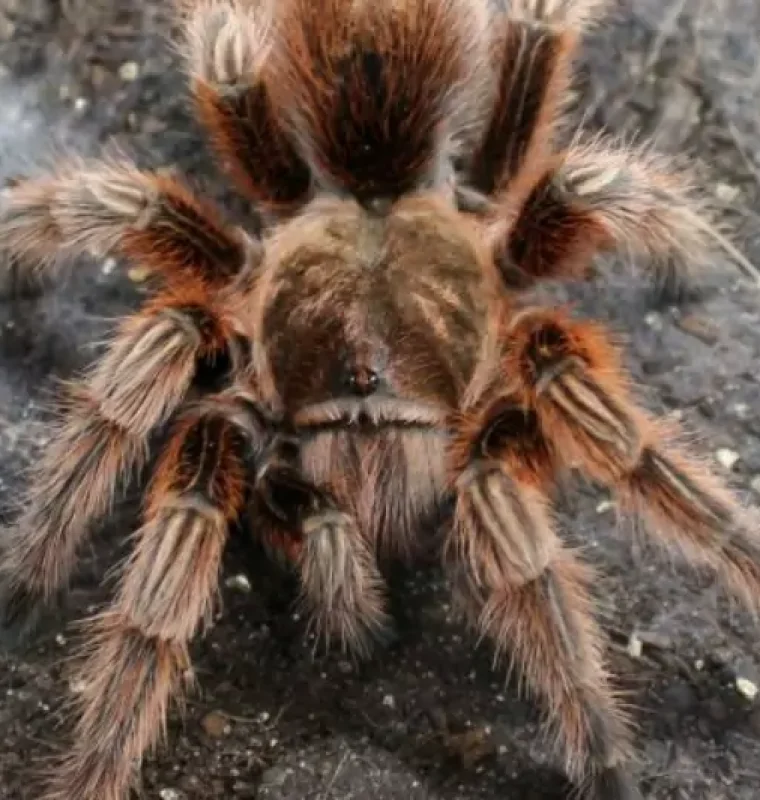 red-chile-rose-1-e1460209918197-odw7rew7ve9ycvlzu9hmfoh67qwkuugd4i0w946sb6