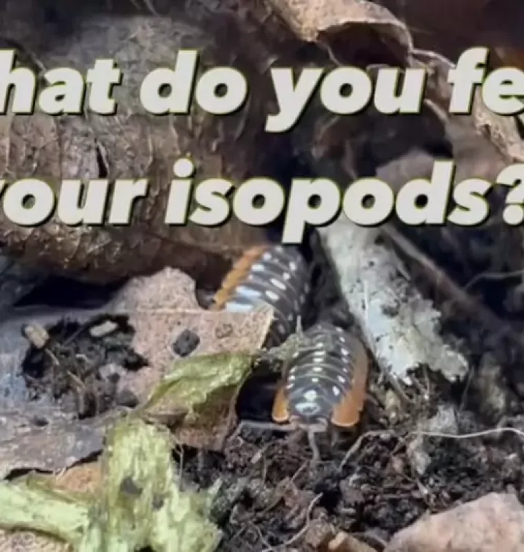 videoframe_100-ql5l8kfrqiqq0la2x05mgj9v19xa0ajiw8dipoj55e